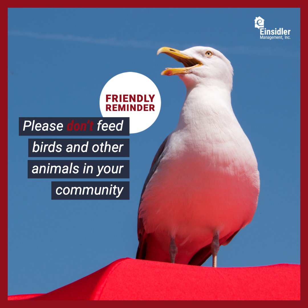 Dont Feed Seagulls-1.jpg