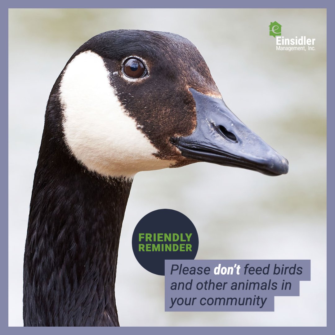 Dont Feed Geese-1.jpg