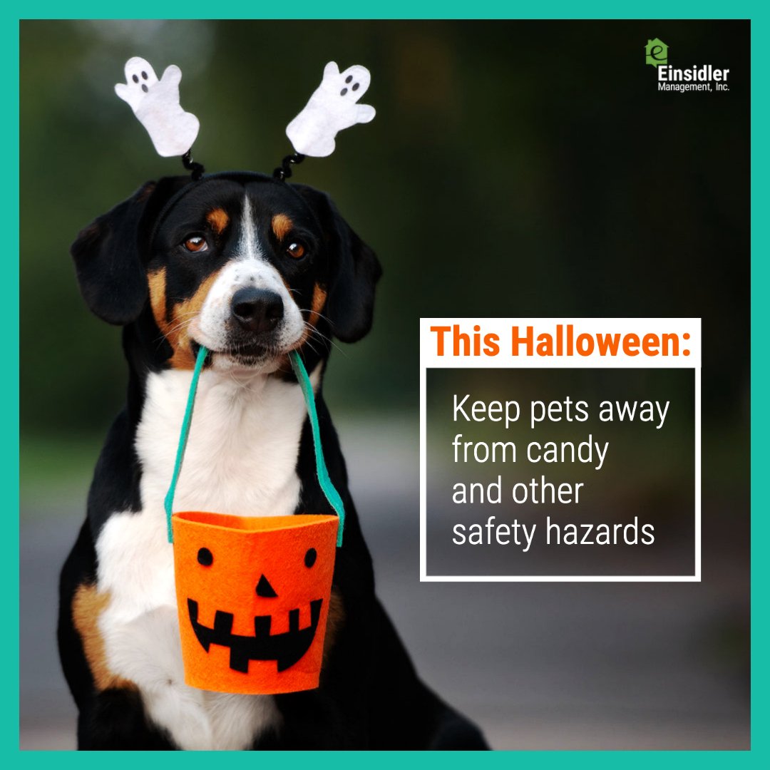 Keep Pet's Away from Halloween Candy.jpg