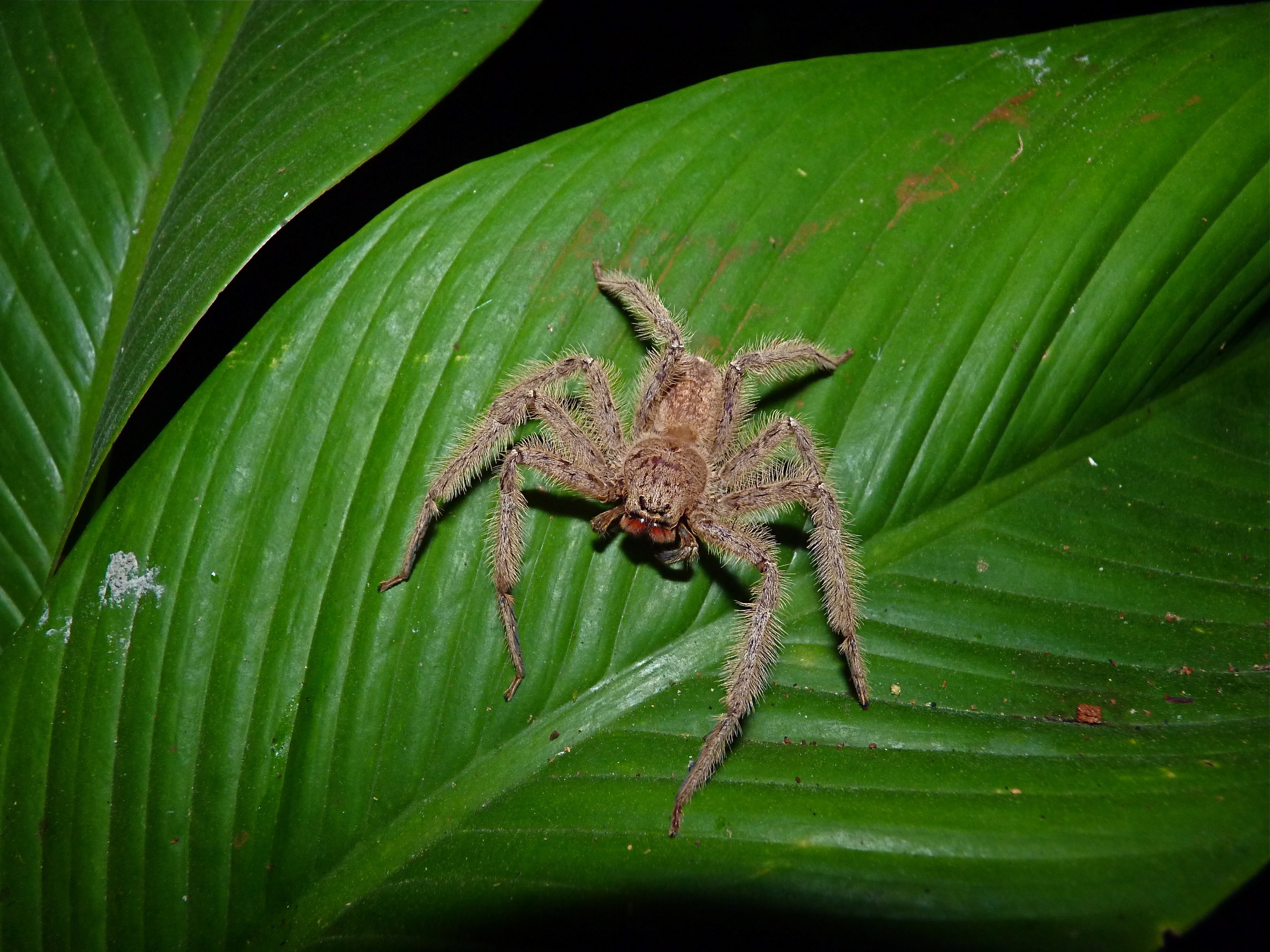  the gibbon spider! 