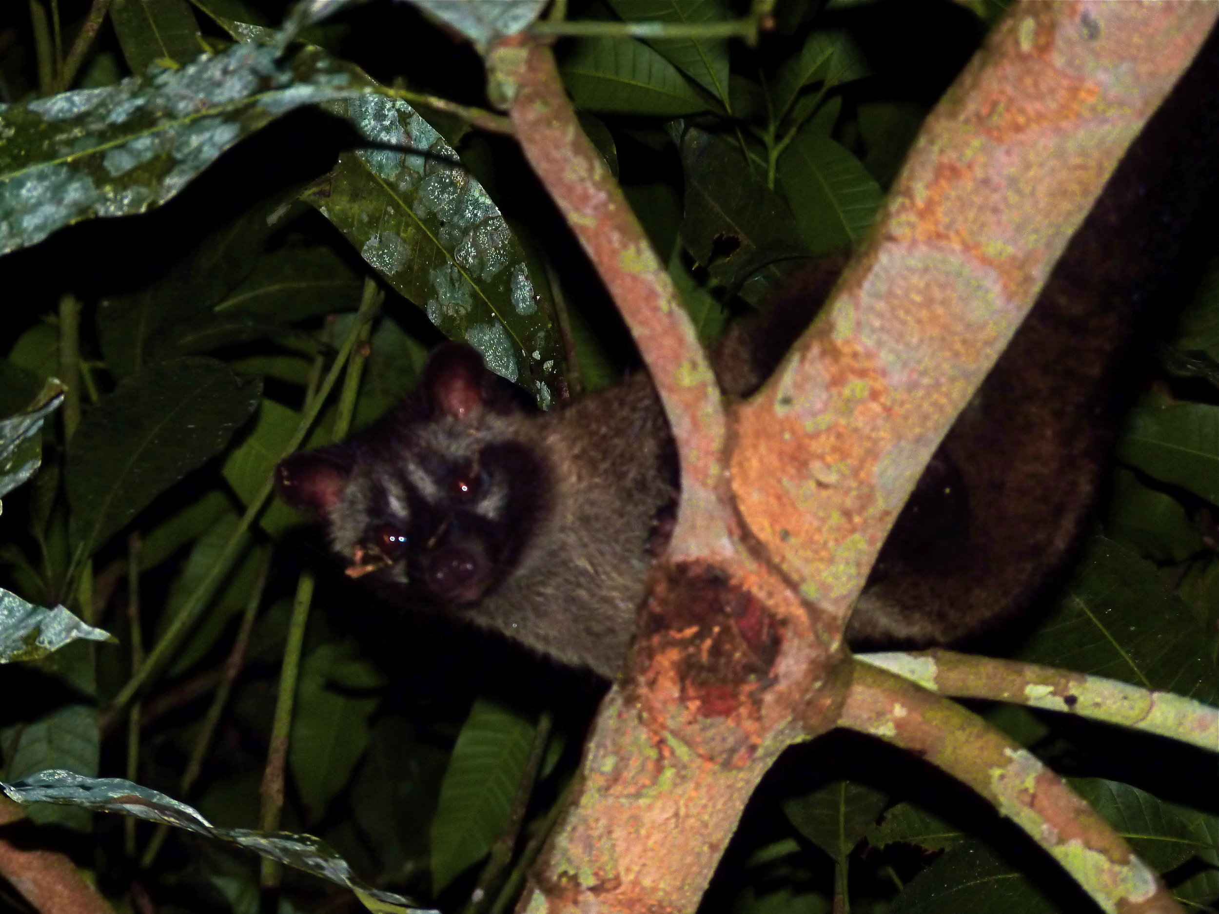  The civet cat that craps out coffee ( please make it stop ). 