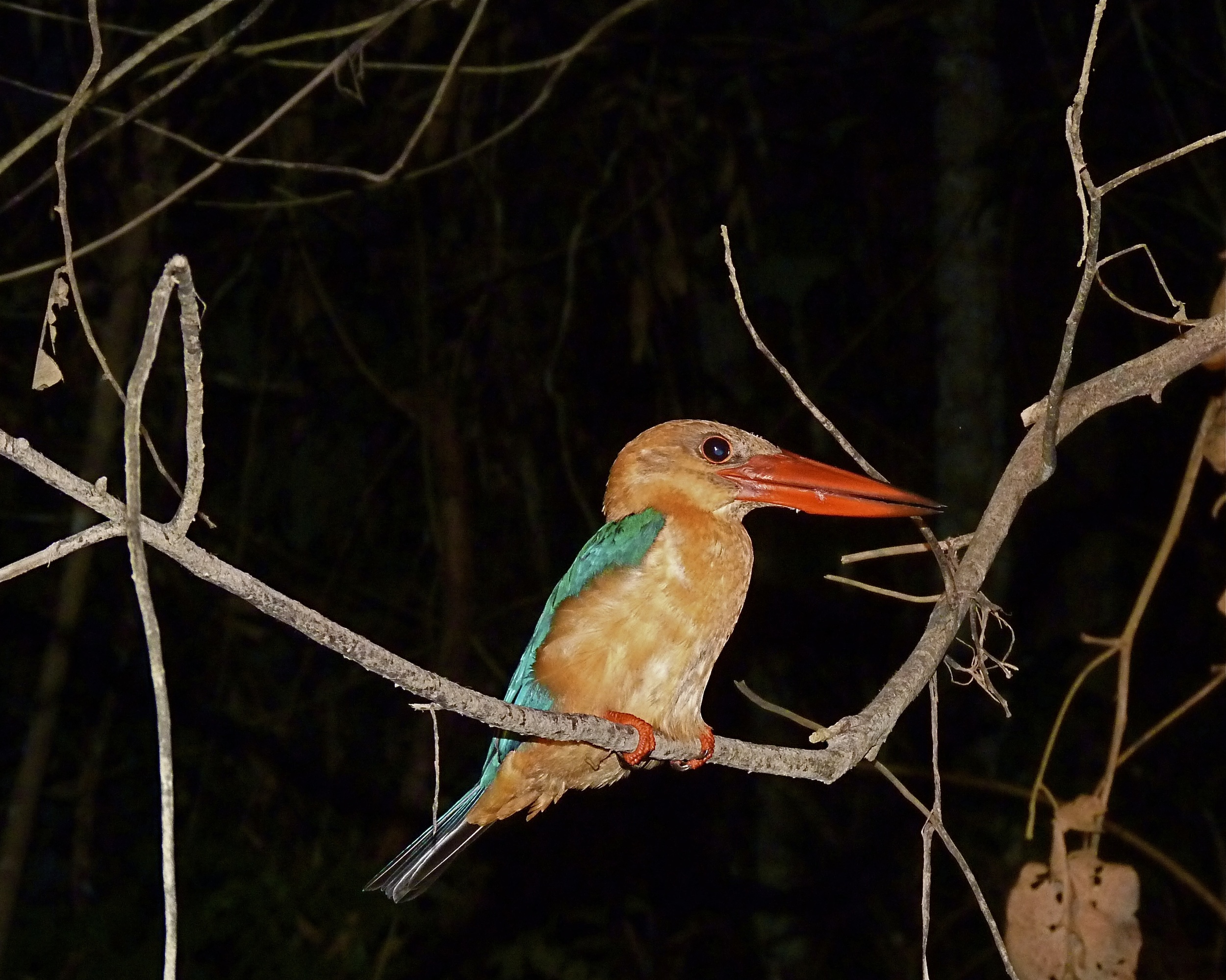  The long-bill kingfisher (who'da thunk?) 