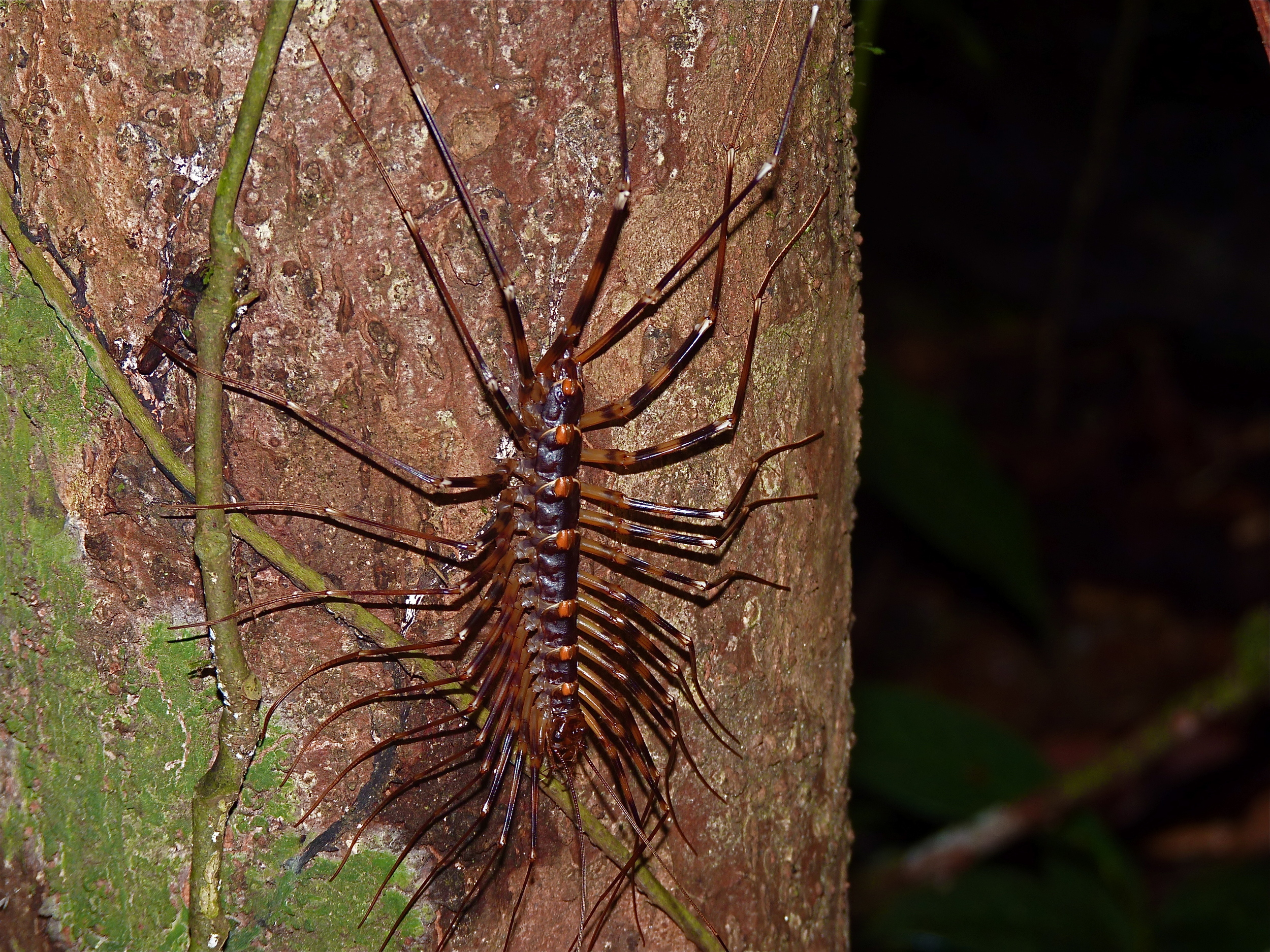   or the the highly poisonous long-legged centipede which both leaps and scuttles (okay, fine, this one makes my skin crawl too)…  