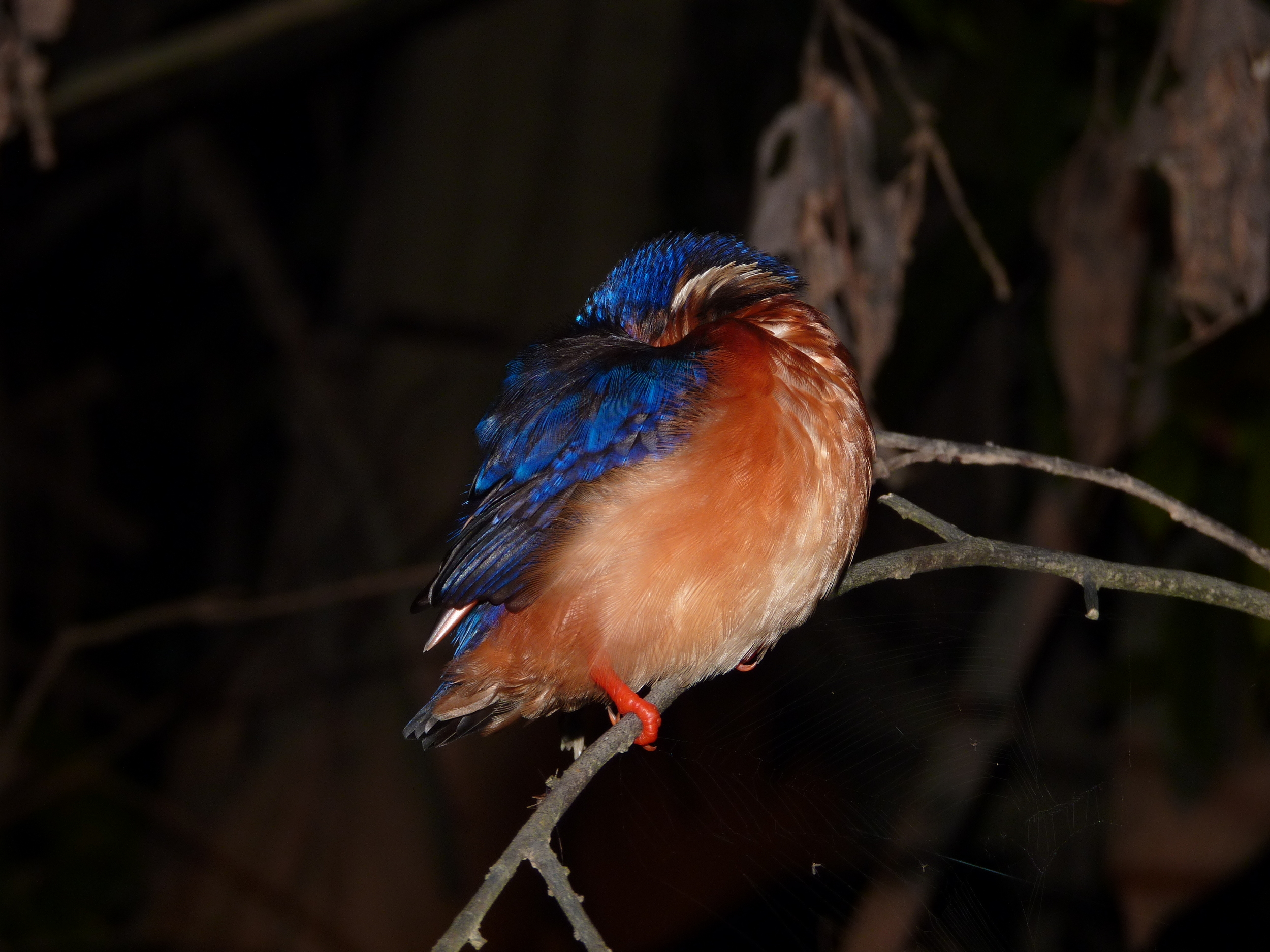  or this blue-eared kingfisher? 