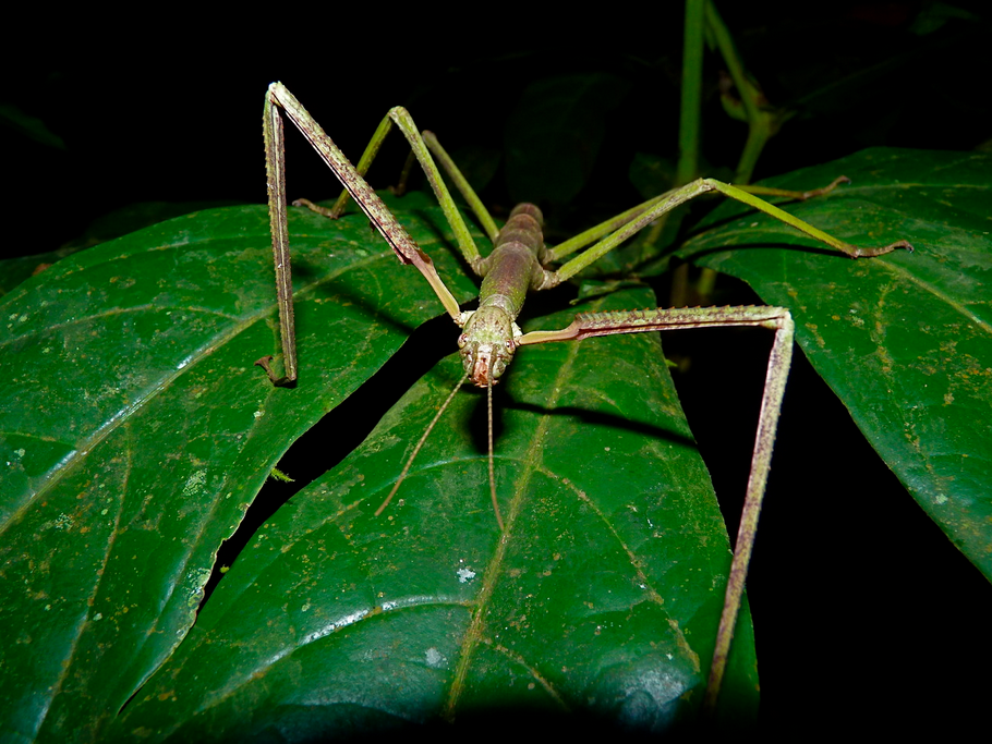   This particular specimen literally fell from the sky during a night-trek in Sepilok, landing just beside me. My guide that night said it was the largest he’d seen in his fourteen years of guiding. FYI: had it landed on my head you would have heard 