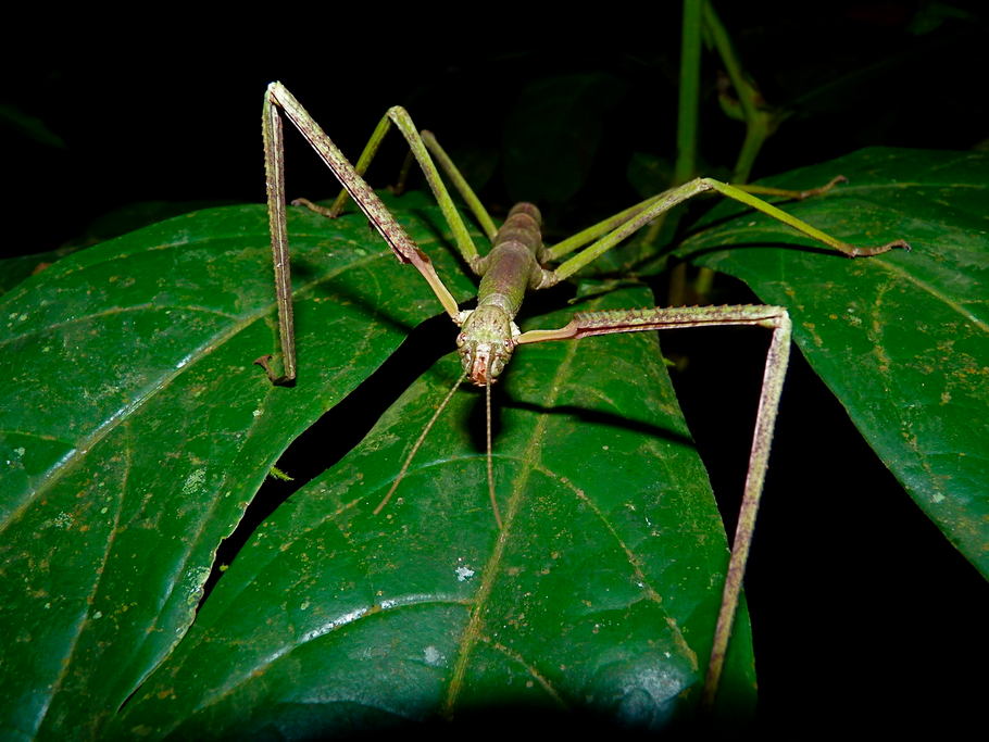 This particular specimen literally fell from the sky during a night-trek in Sepilok, landing just beside me. My guide that night said it was the largest he’d seen in his fourteen years of guiding. FYI: had it landed on my head you would have heard my bug-scream in Kota Kinabalu…