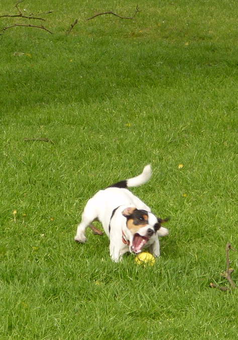  I don't like to brag but... I am  very  good at catching and catching balls. 