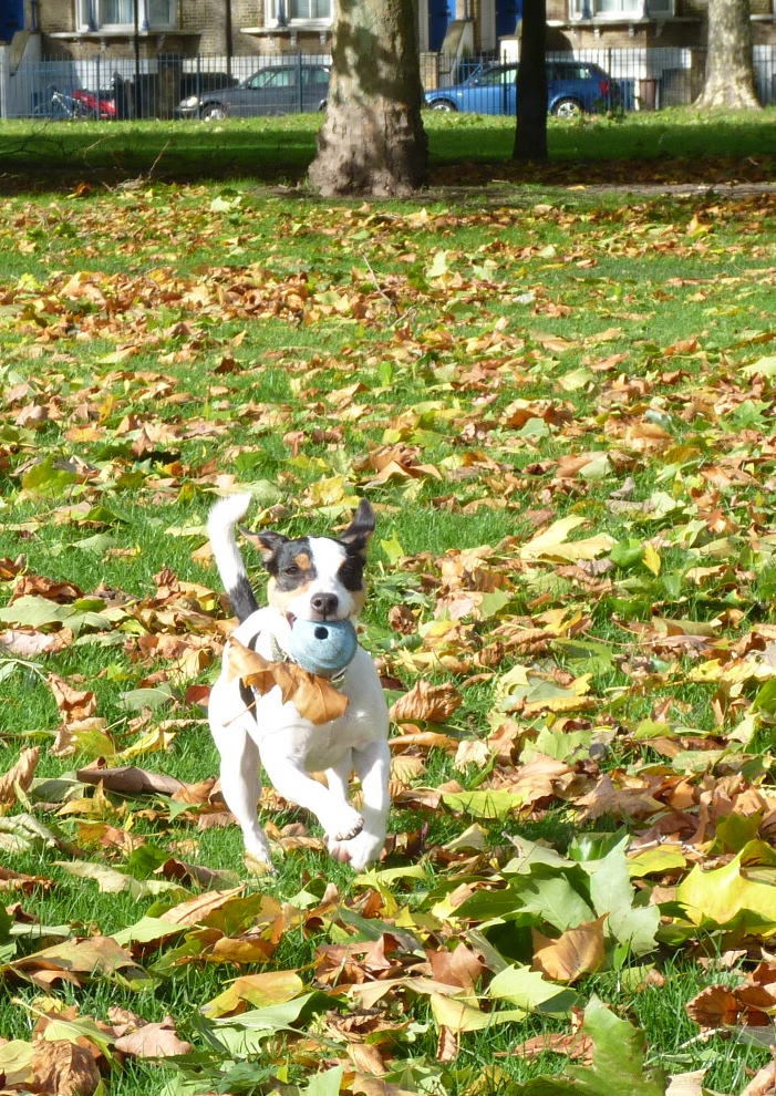  Some people say dogs only see in black and white-- not true! We actually see in blue and yellow. If there's a lot of leaves on the ground, I can't see a red ball unless it's moving-- crazy huh?&nbsp;That's why my toys are mostly blue and yellow, esp