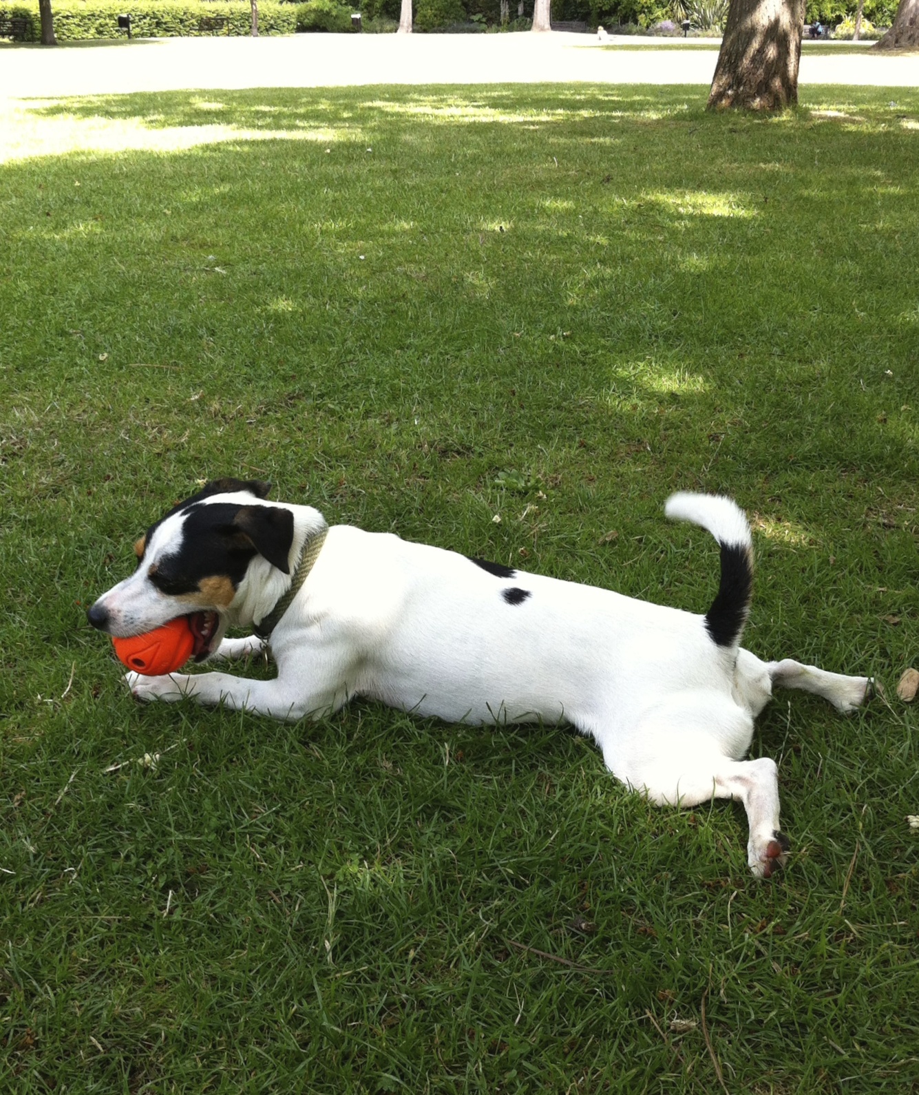  If there are no leaves around I can see the orange ball, especially when it's moving. When I get too hot from playing, I lay down in the shade. When I pant,&nbsp;the cool breeze on my tongue helps me cool off too. It's hard to pant with a ball in yo