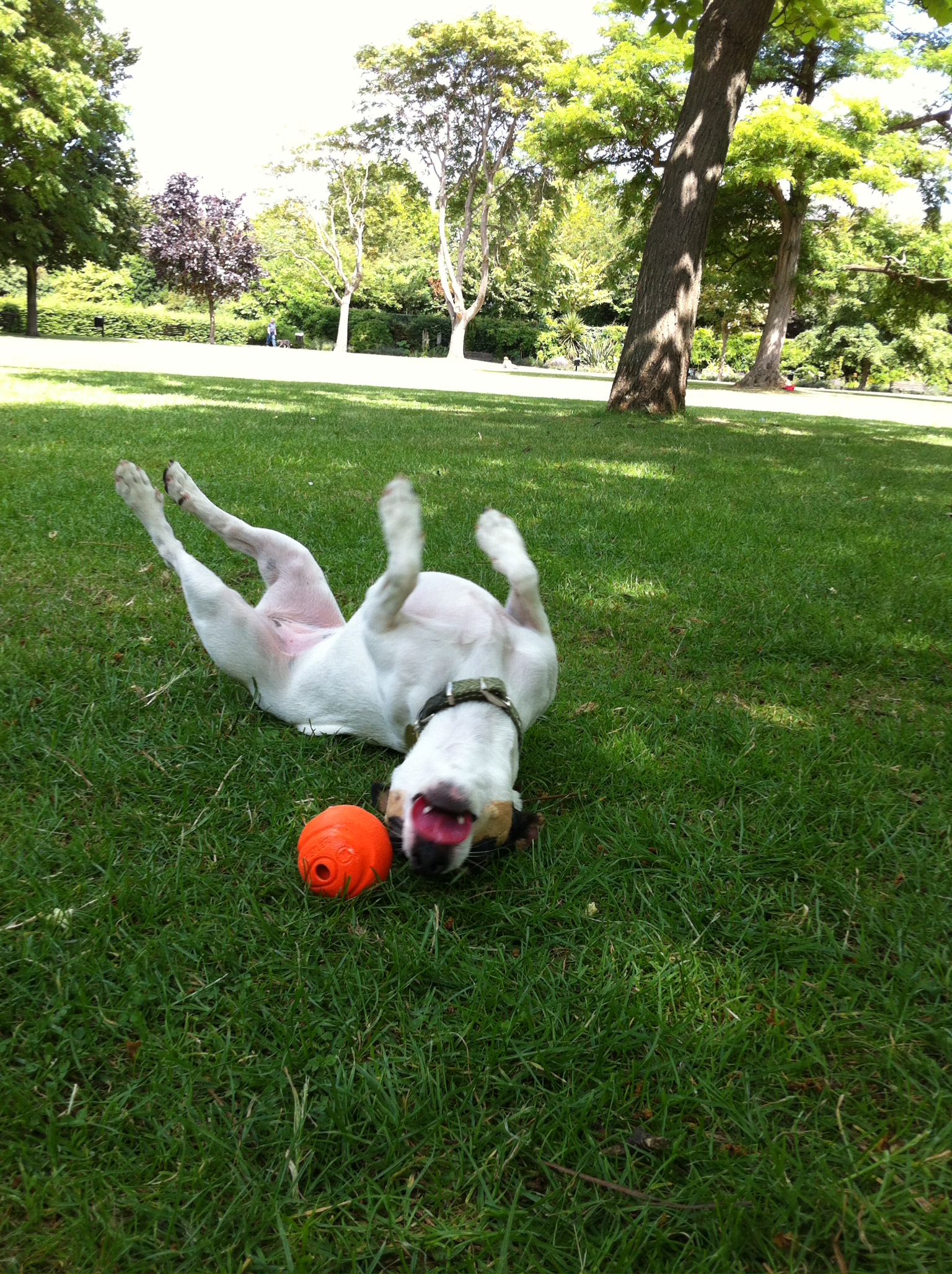 I love to roll around on cool grass!