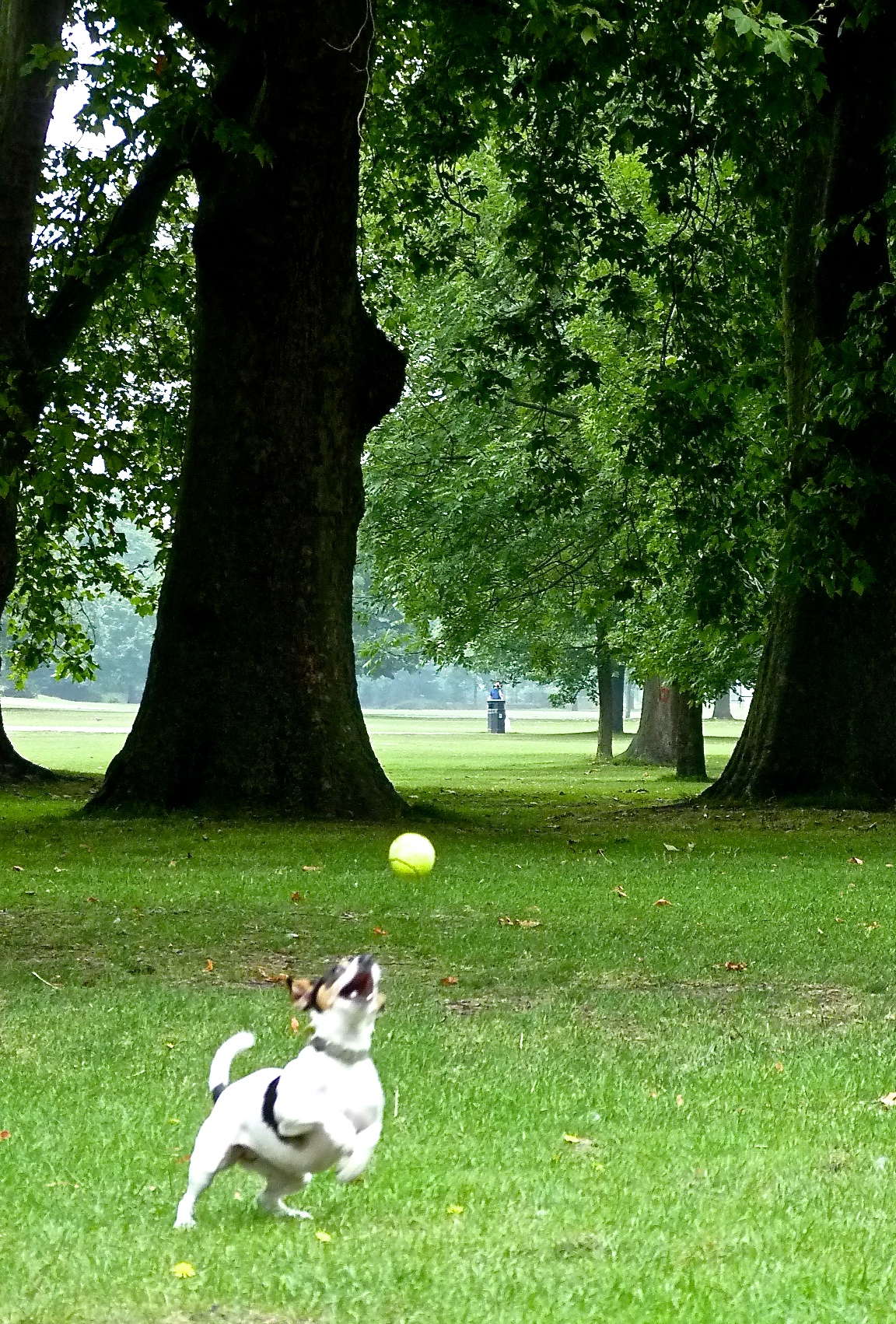 Look how good I am at catching the ball! I'm good because I practice every day, remember? The more I practice, the better I get. What do you practice? What do you want to be good at?