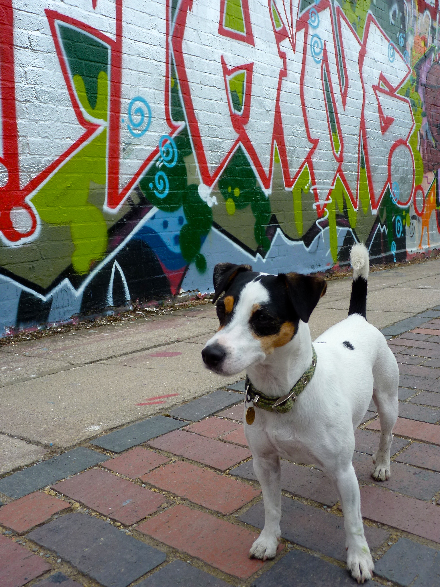  Olive Daddy likes to take pictures of graffiti art. While he takes pictures I like to smell things. My sense of smell is much better than humans. When I walk down the street and sniff, I can tell which other dogs have been there-- and what they've b