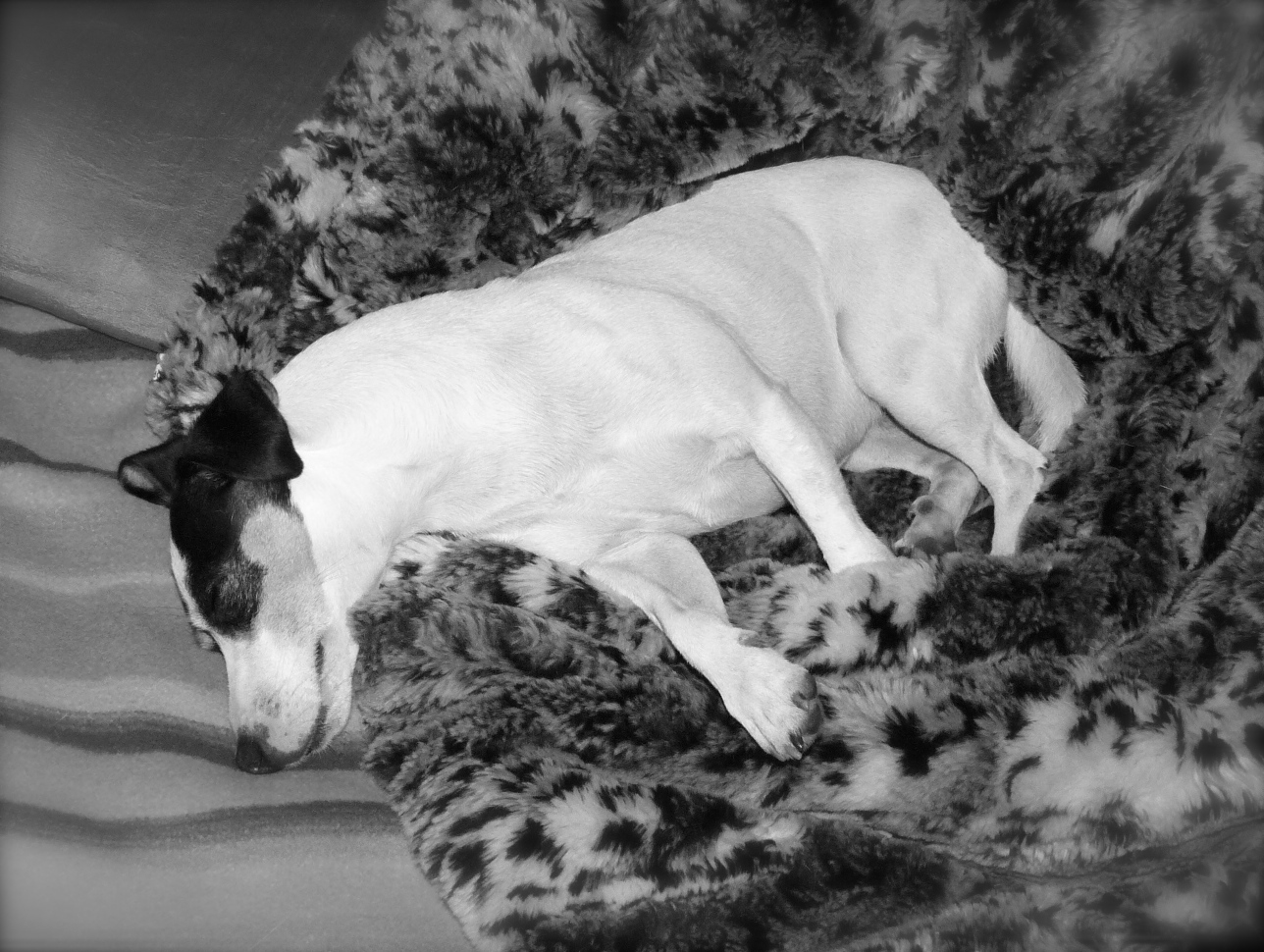  Nap time! Some people say they dream in black and white, others say in color. Do you think I dream in black and white? Or blue and yellow? How do you two dream? 