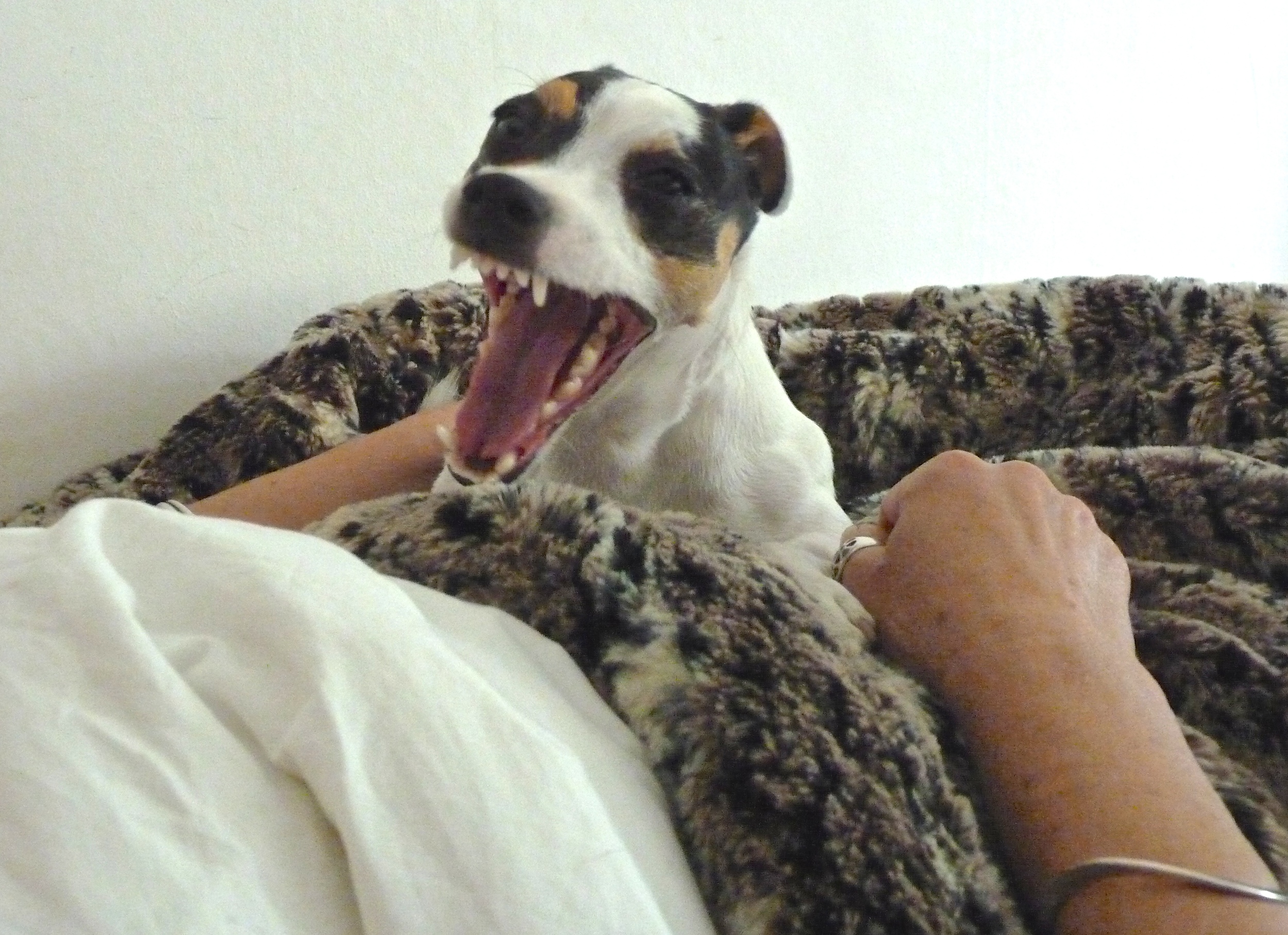  Look how sharp my teeth are! Don't be afraid: I'm only yawning. 