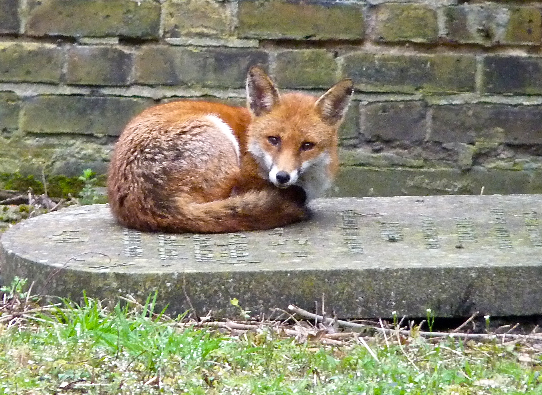  This is Foxykins. Foxykins is a red-tailed fox who lives next door. She is pretty and smells good but likes to eat birds. Olive Daddy loves birds. My job is to protect the birds from Foxykins.&nbsp;Stay away from our garden, Foxykins! 