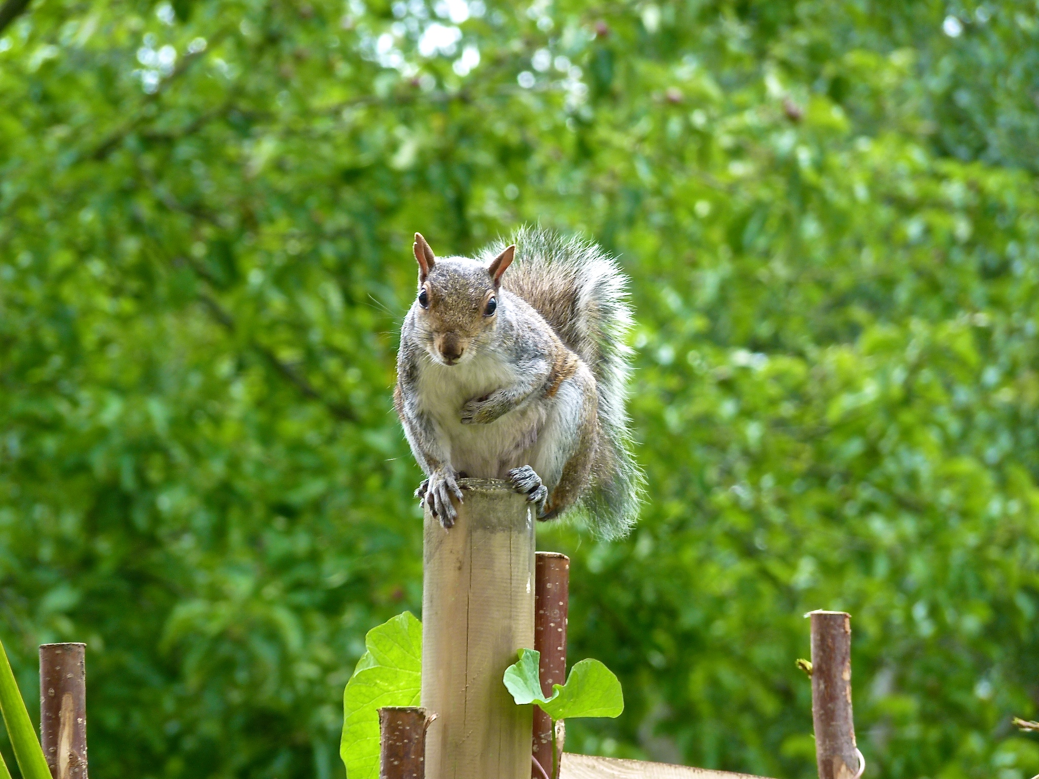  Go back into your tree, Uh-Oh! The food in the bird feeder is for birds! Bark! Bark! Bark! I am a very quiet dog but not when Uh-Oh is around. Or the evil vacuum cleaner! 