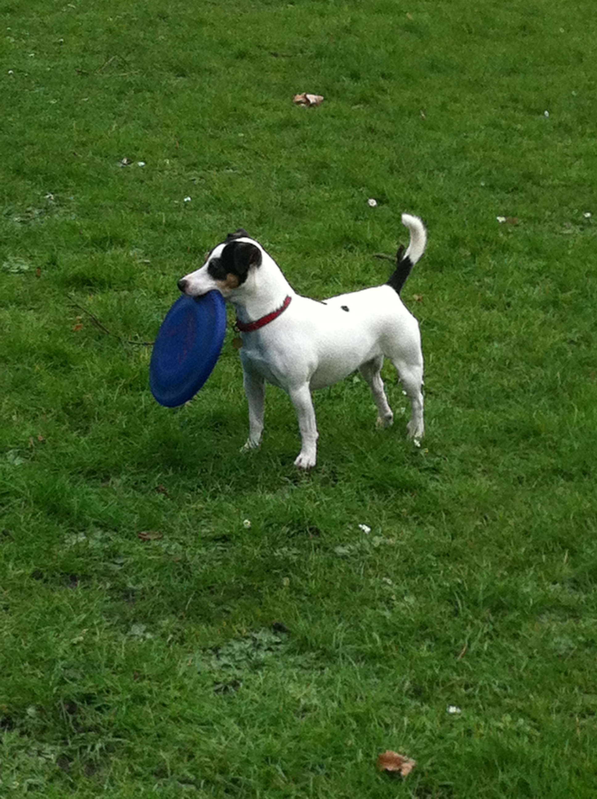  When I catch the frisbee it's very important that everyone watching shouts, "Booyah!" I just caught the frisbee so.... 