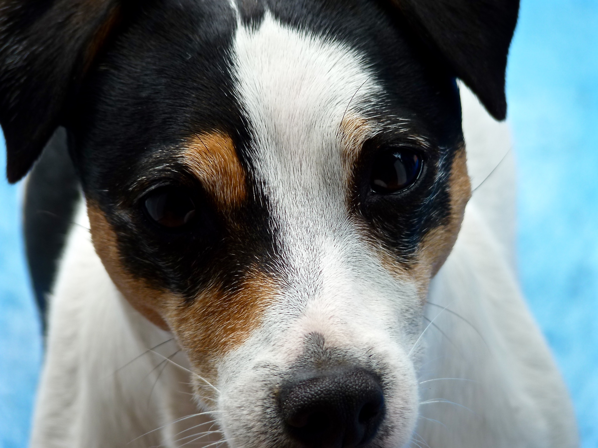 I am a Jack Russell Terrier. Or at least I think I am. I don't have a birth certificate and no one knows my parents. Humans call me a "rescue dog" because I was rescued from a place where I was very unhappy. But don't worry, things have turned out g