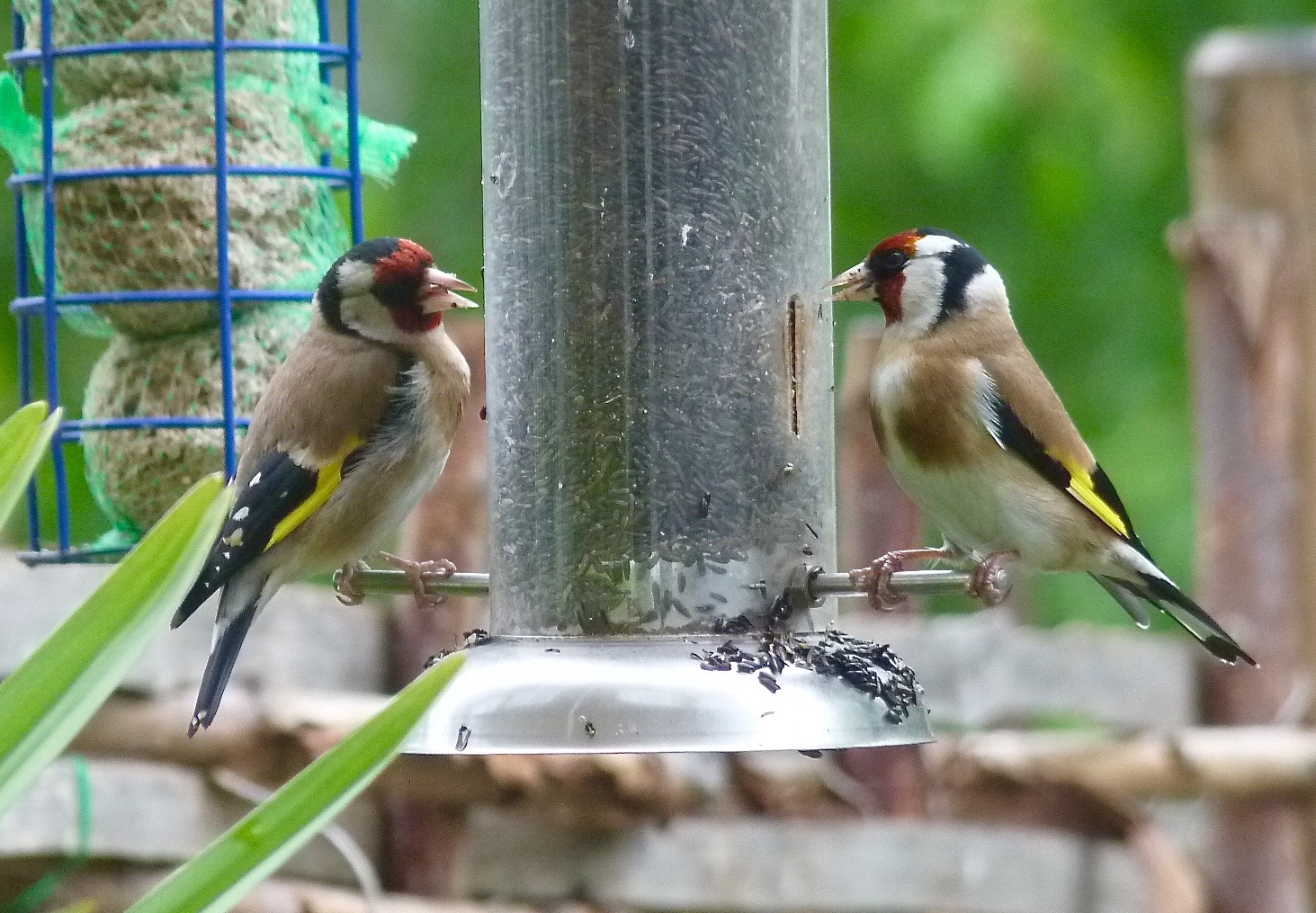  These are Olive Daddy's favorite birds. They are called Goldfinches. I don't see what the big deal is. Do you think they're pretty? 