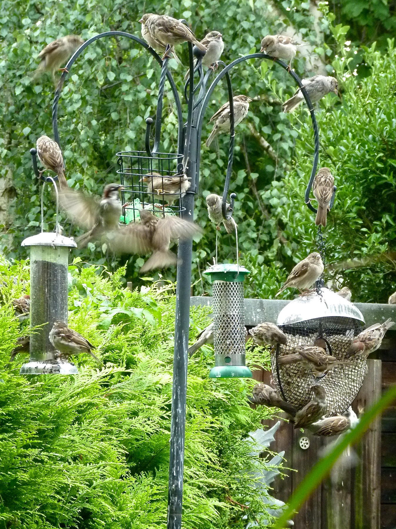  This is our bird feeder.&nbsp;I protect the birds who eat here from Foxykins and from kitty cats. If someone shouts "Kitty!", I run into the garden barking and chase the cats away! Kitty is a word I know. The birds in this picture are called sparrow