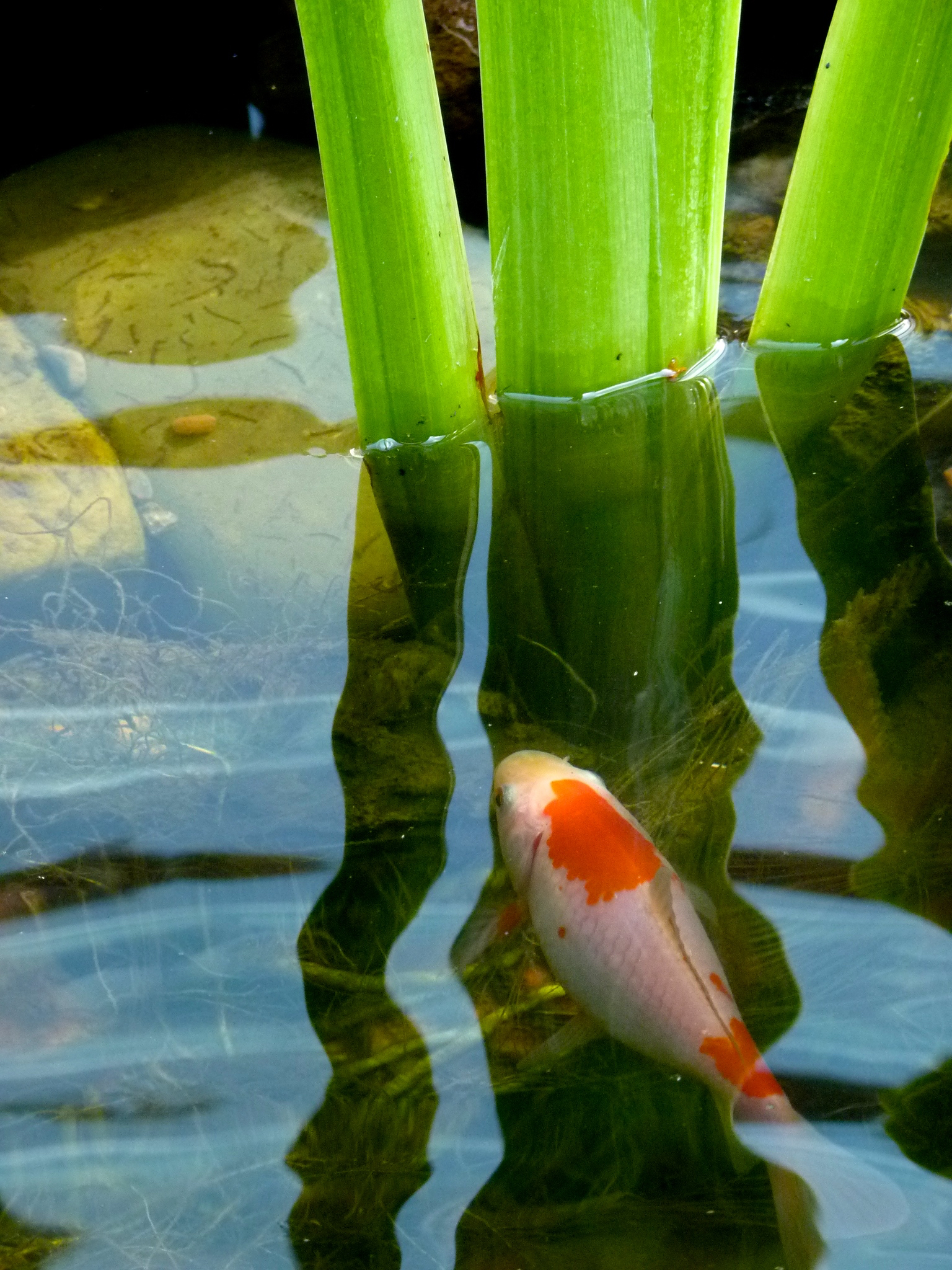  This is one of the goldfish that makes the pond delicious. His name is Moby. Whenever Olive Daddy feeds the fish I say, "Ruff!" This is one of my favorite things. No one knows why. Do you? 