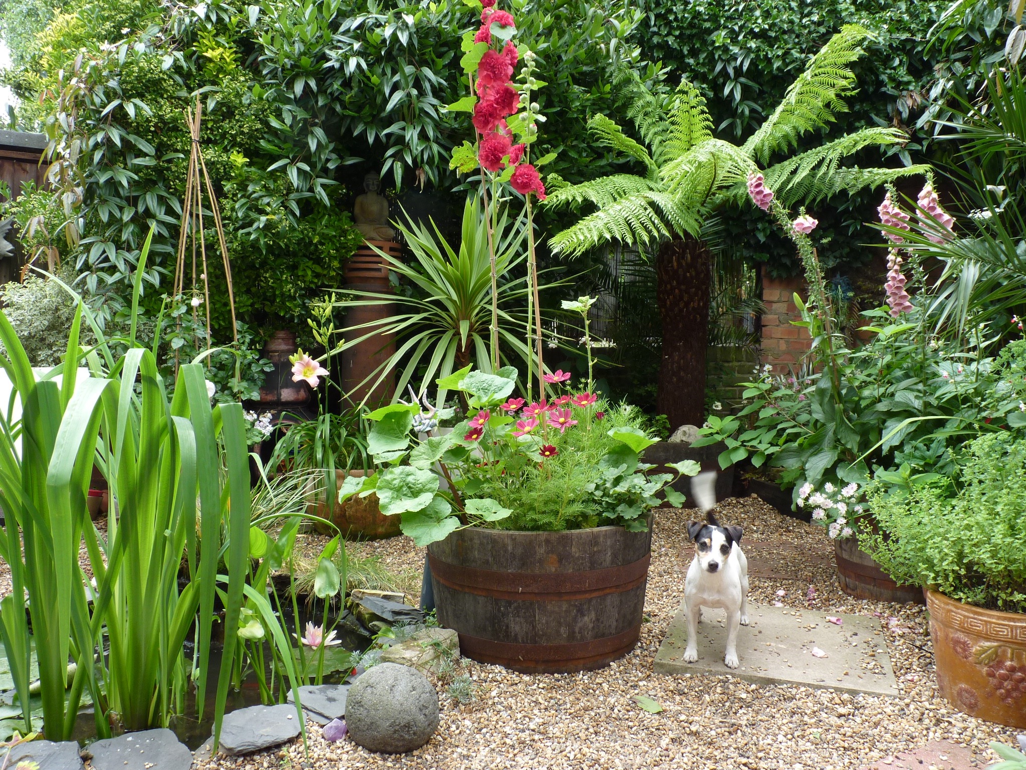  This is our garden. Sometimes I drink from the pond in the middle. The pond has goldfish in it which makes the water taste delicious. Do you like fish-flavored water? I do! 