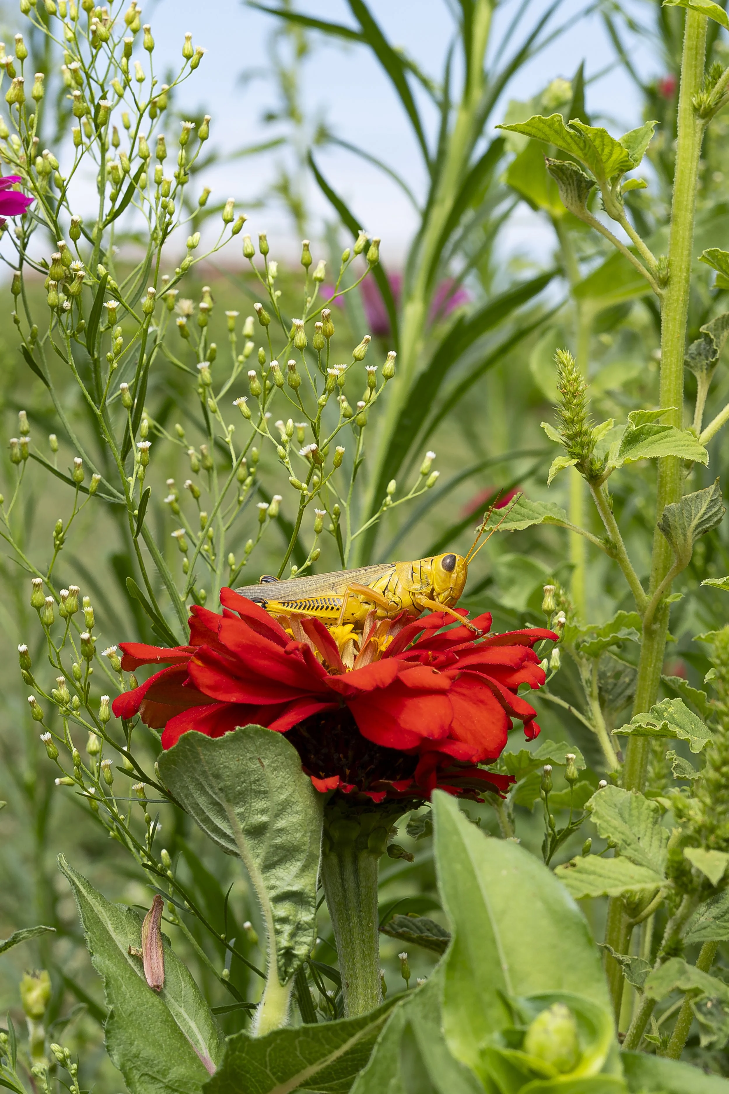 IMG-42.jpg