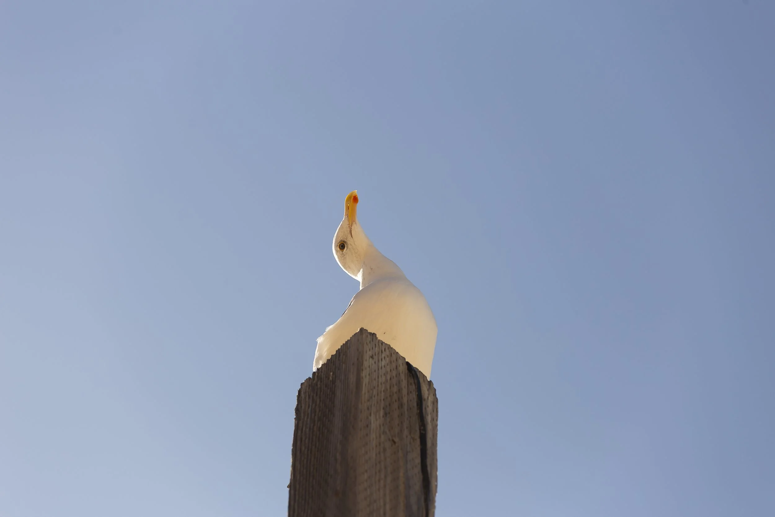IMG-12.jpg