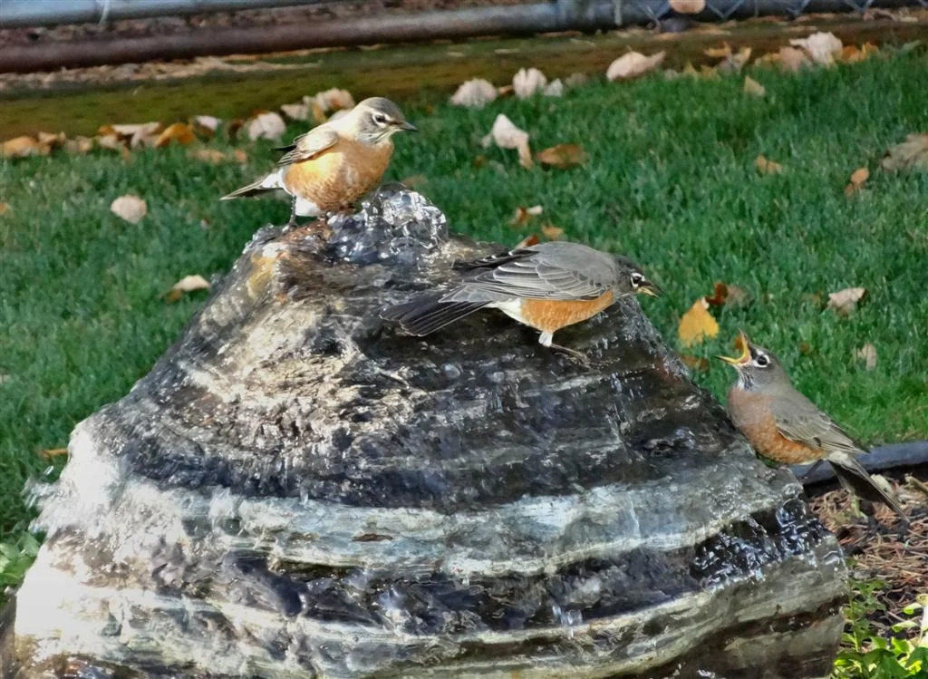 Birds on bubbler 022.5 (Large).jpg
