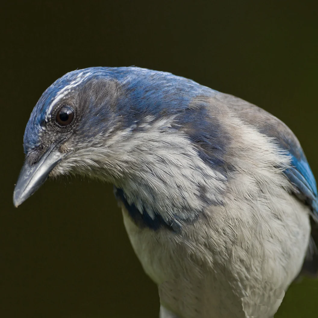 SCRUB JAY WEB TAG-no label less saturated.jpg