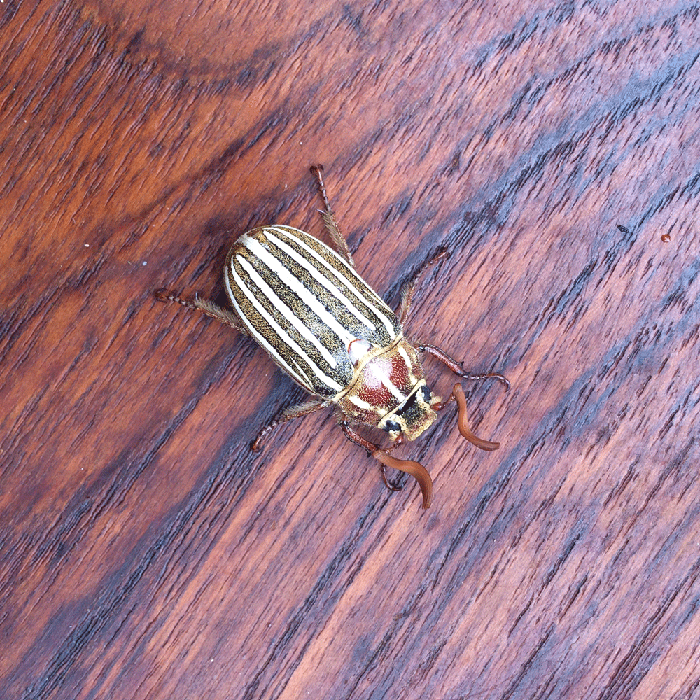 Refugee beetle