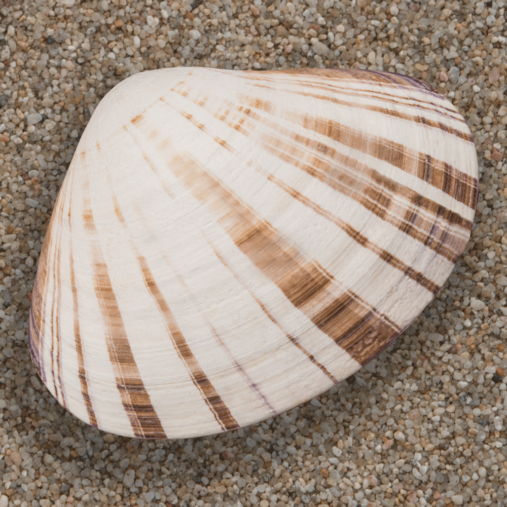 PISMO-CLAM-SHELL.png