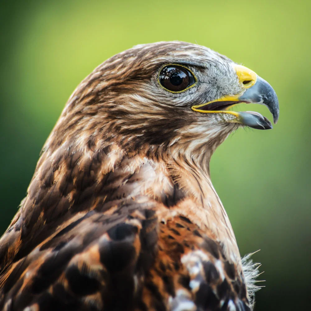 HAWK-FACE.jpg