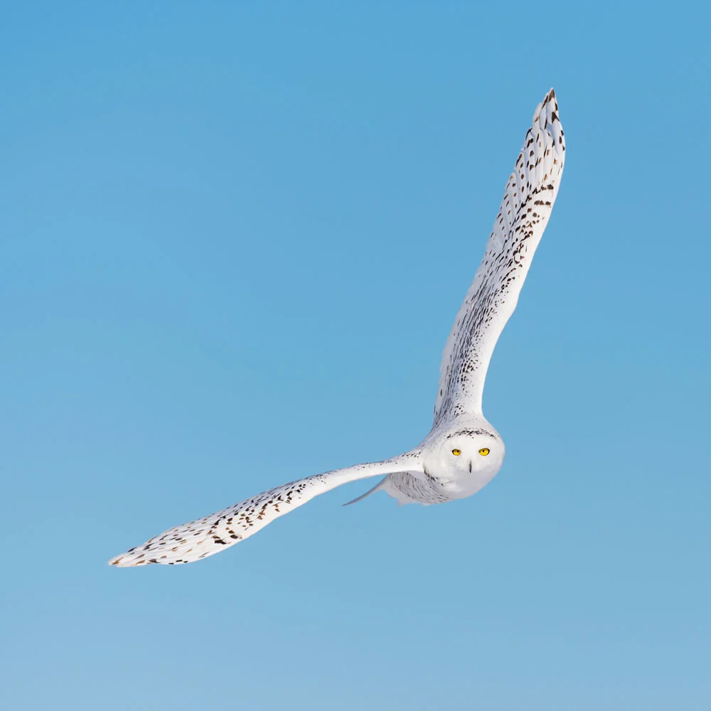 OWL-1.jpg