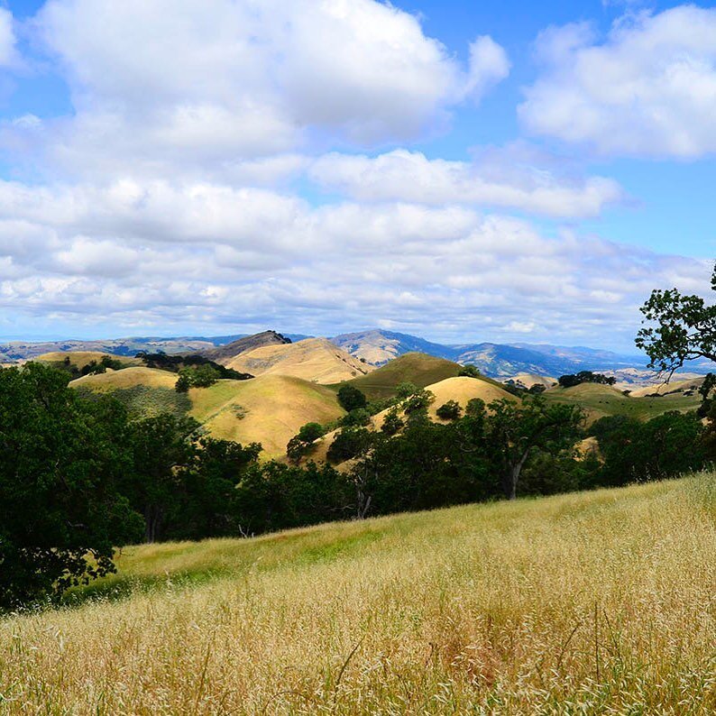 Image description: Expansive blue sky dotted with soft clouds that draw the eye from a dry yellow grassy slope into the farther reaches of oak stand hills. The deep green and ochre scruffy is a quintessential California grassland summer.
