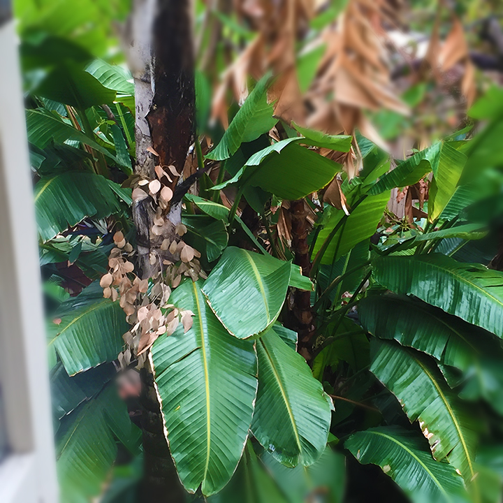 A view of tropical leaves from my window.