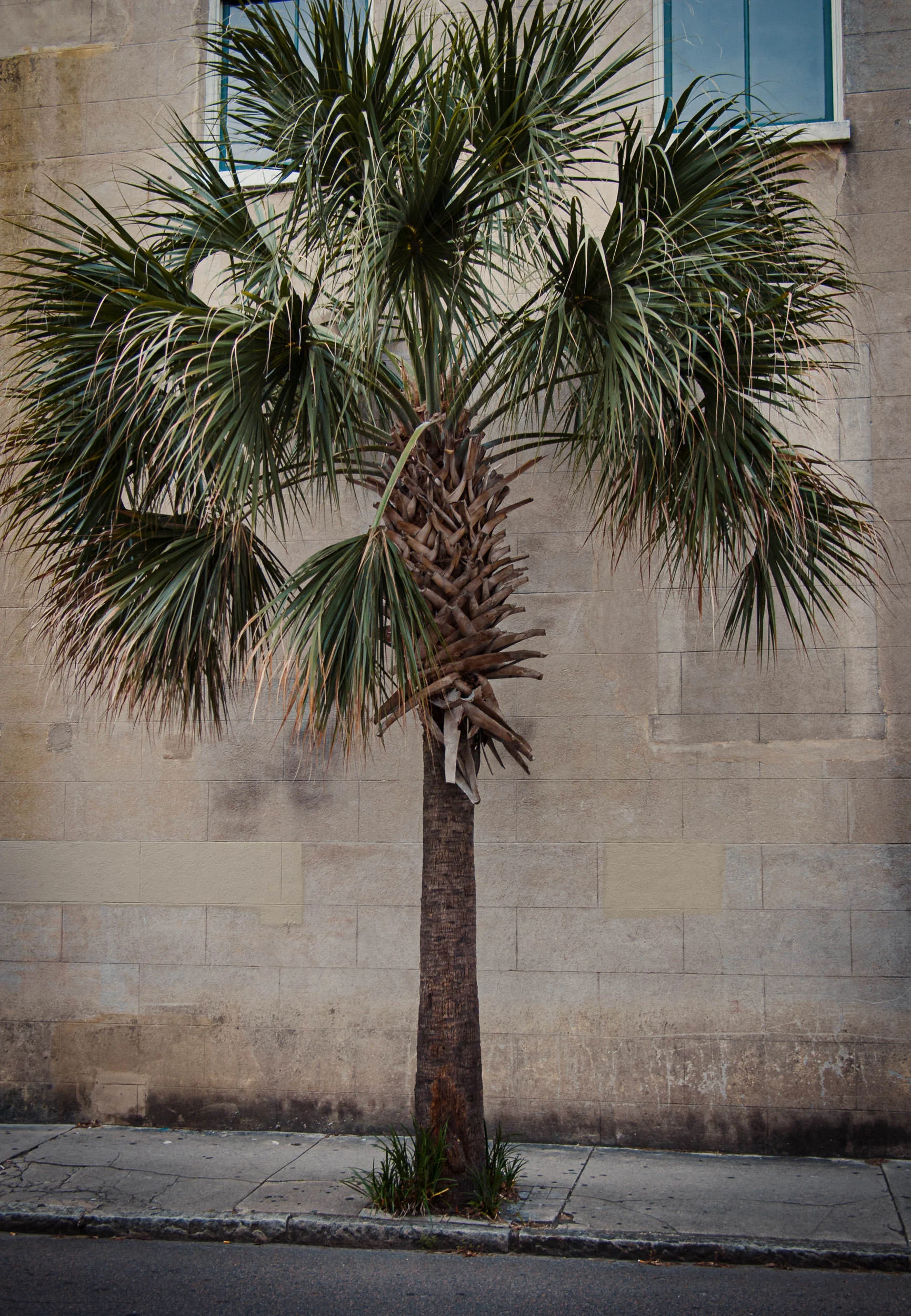 palmetto.jpg
