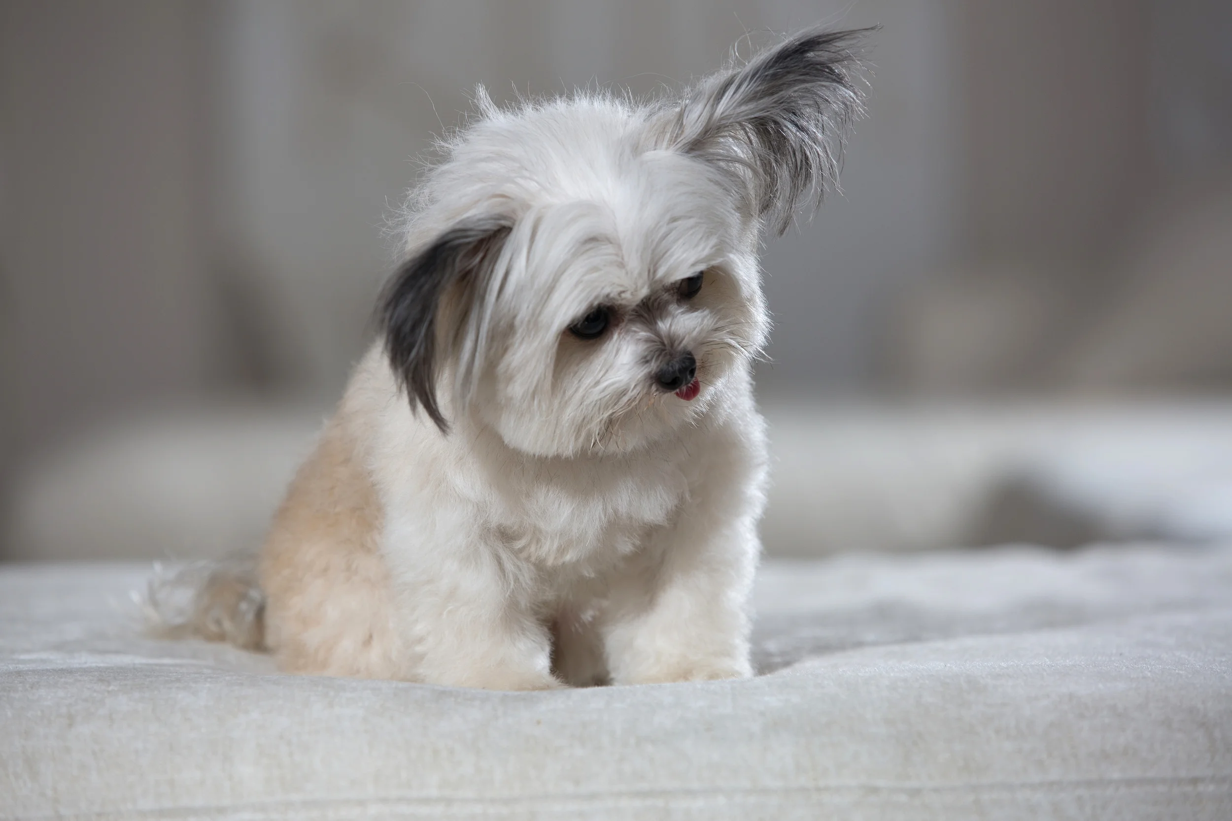 norbert the dog breed