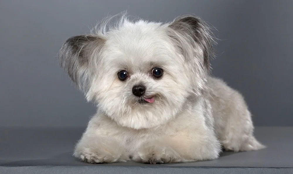 norbert the dog breed