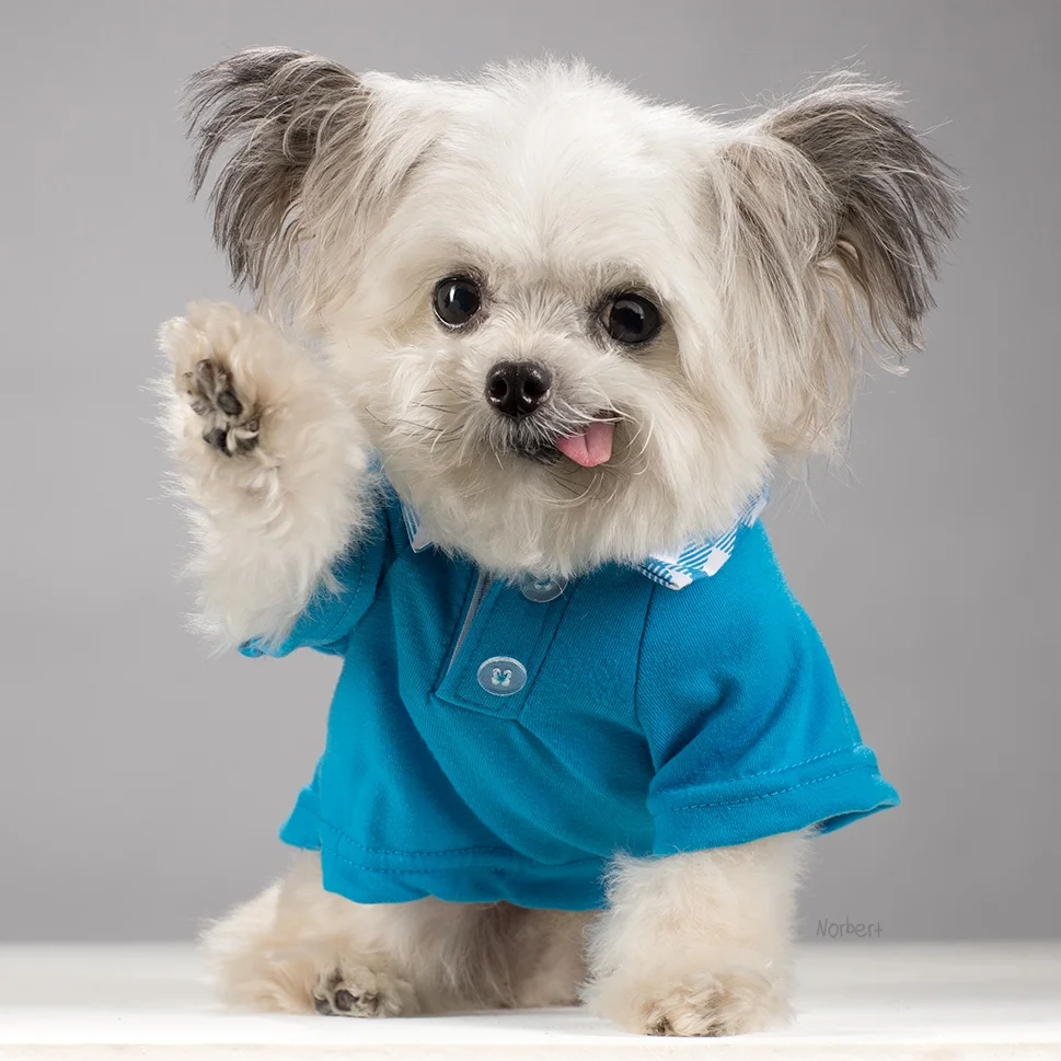 Norbert Blue Wave.jpg