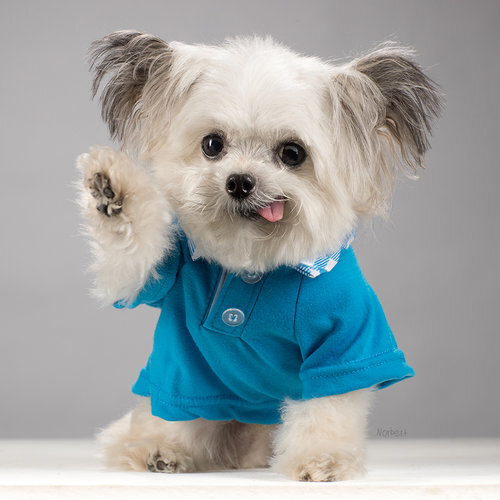 Therapy with best sale dogs near me