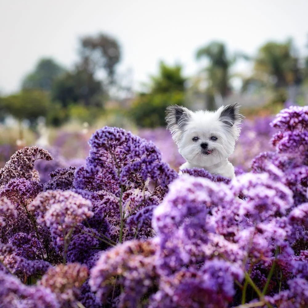 norbert in flowers.jpg