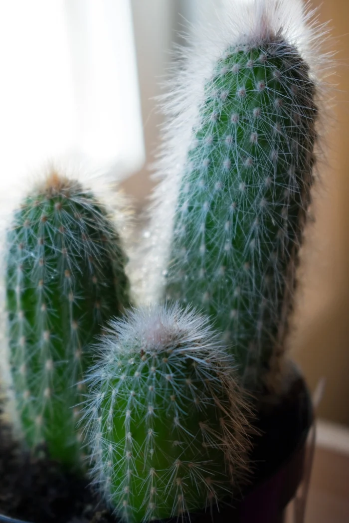 succulents1 (1 of 1).jpg
