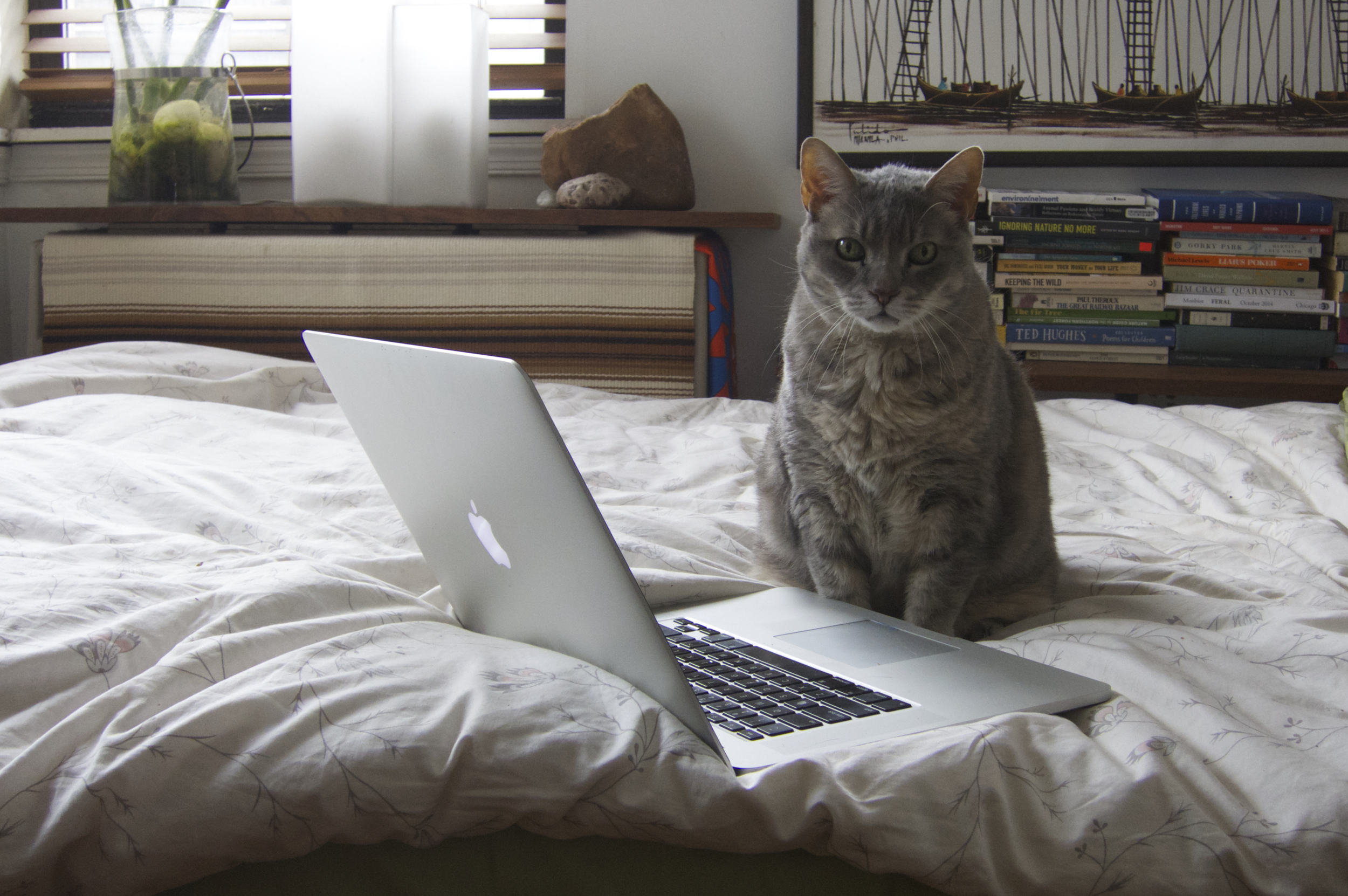 FAQ Conscientious Cat