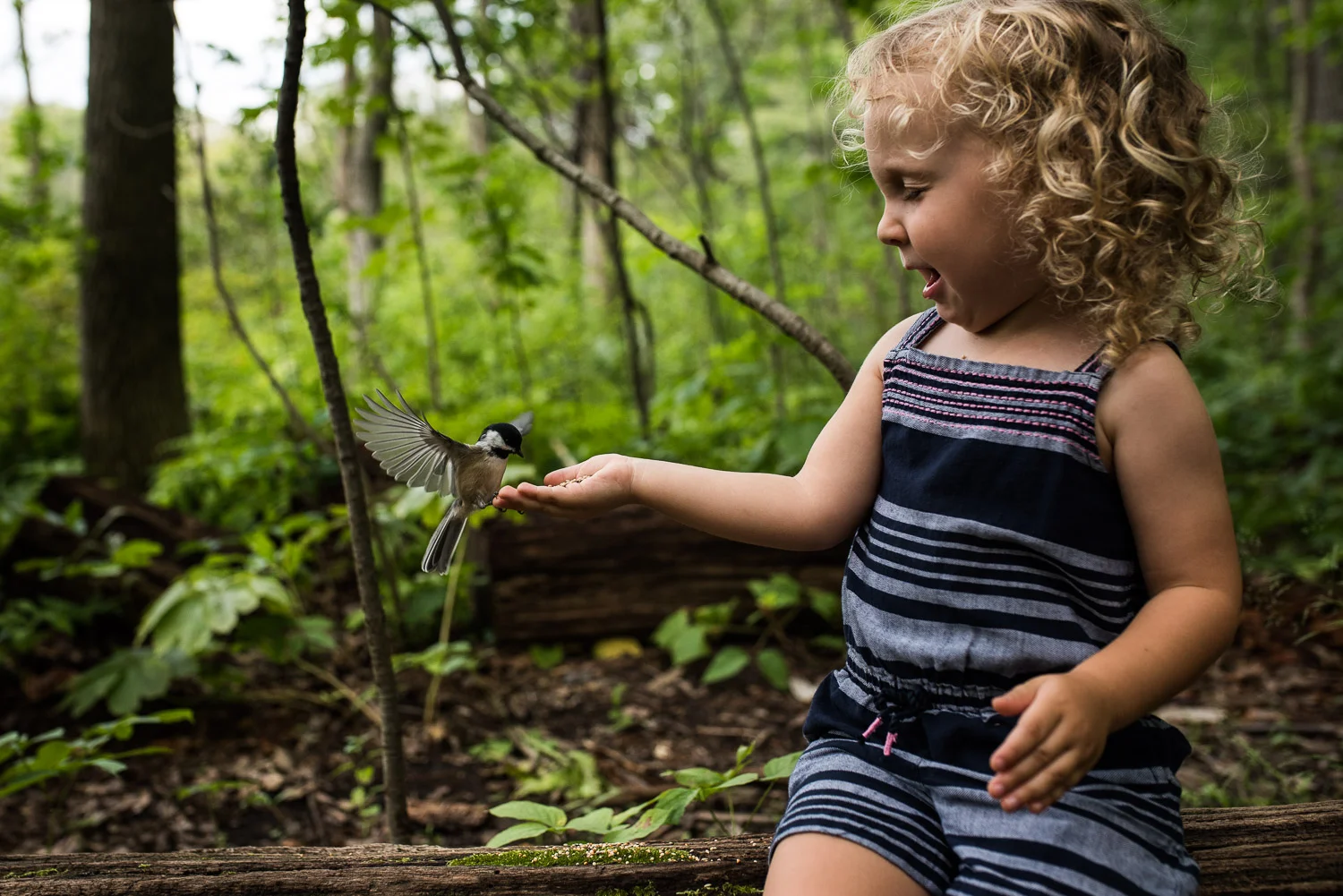 Toddler girl in a blue and pink stripped romper sitting on a log and holding out a hand filled with bird seed and a small white and black bird landing on her hand to eat the seed surrounded by green trees in the woods of Cherry Hill Gate trail in Burlington