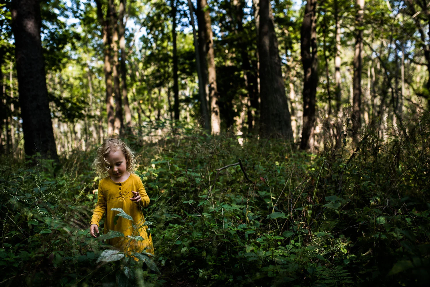 A toddler girl with blond curly hair in a mustard yellow shirt dress standing in a wooded field of green plants and trees.
