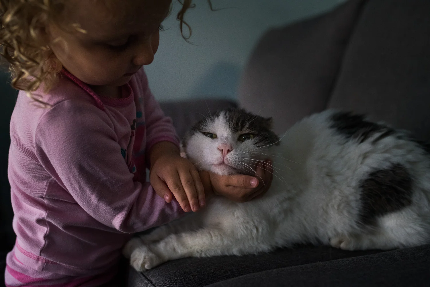 A toddler girl with blond curly hair in pink pyjamas with her right hand cupping the head of a white and grey scottish fold cat who is laying on a grey couch.