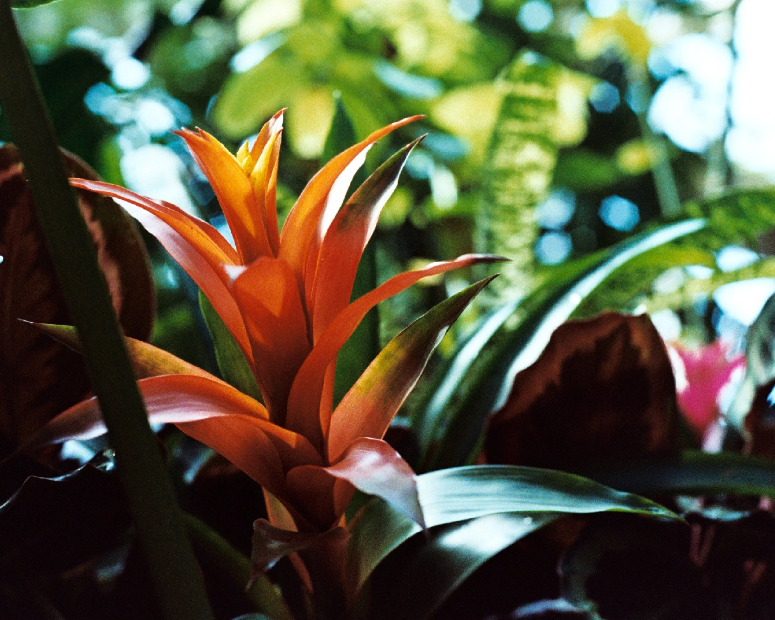 Heliconia.jpg