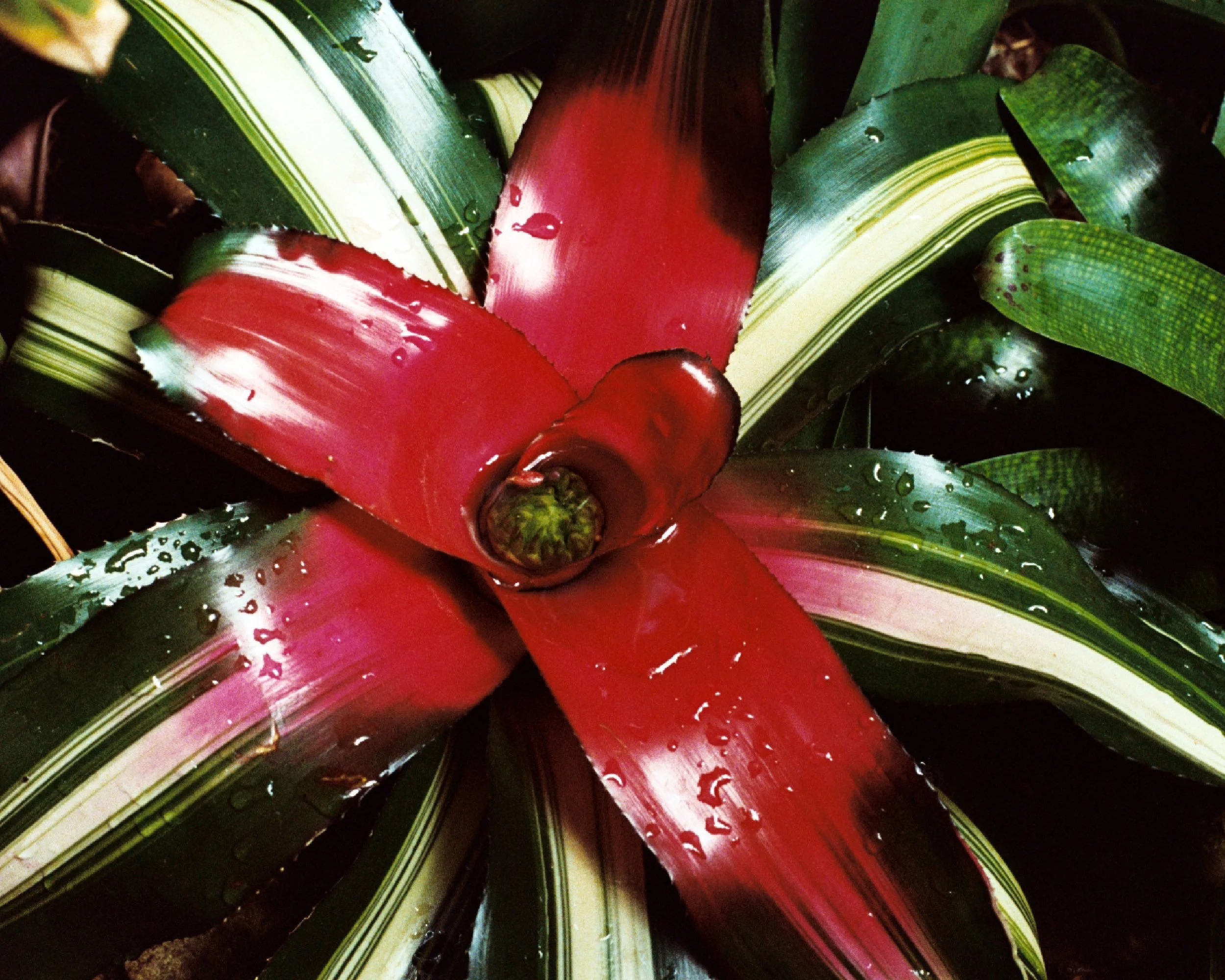 Bromeliad.jpg