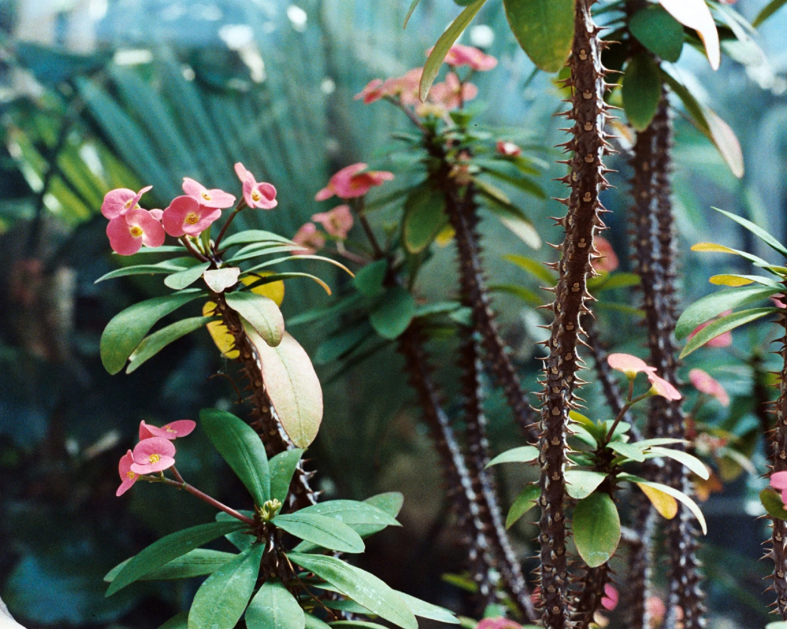 Crown of Thorns.jpg